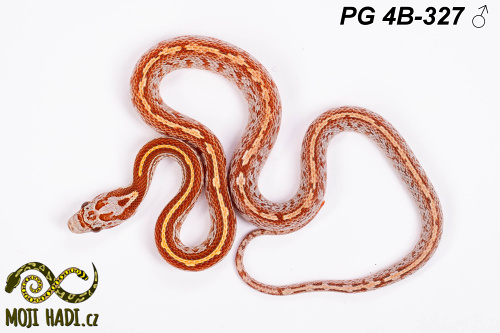 hadi na prodej, mládě, český chov hadů, odchov hadů, mojihadi.cz, Pantherophis guttatus, corn snakes, užovka červená,Diffused Teesera Ultramel